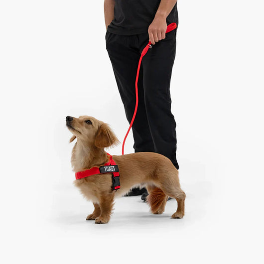 Kit cane myBuddy pettorina anti-tiro personalizzata con nome