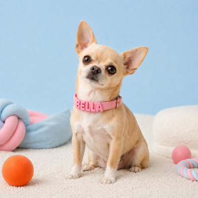 Collare personalizzato per cane myBuddy colore rosa taglia piccola